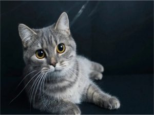 Kedilere kezzap ve asit döken şüpheliye para cezası