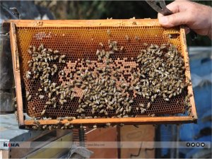 İklim değişikliği bal üreticilerini de vurdu: Bal üretiminde yüzde 80 düşüş yaşandı!