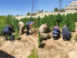 Bahçeye kenevir bitkisi eken şahıs gözaltına alındı