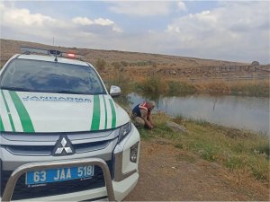 Yaralı Turaç kuşu tedavi altına alındı