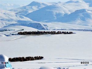 Hayvan varlığındaki düşüşü engellemek için sorunların giderilmesi gerekiyor