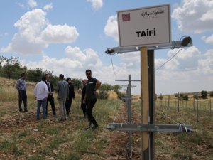Mardin’in Kadim Asma Çeşitleri Geleceğe Filizleniyor