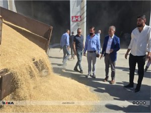 Mardinde yılın ilk arpa hasadı yapıldı  
