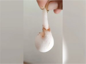 Mardinde görenlerde merak uyandıran tavuk yumurtası