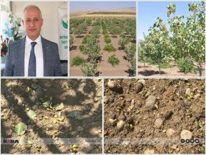 Batmanda fıstık ağaçları zarar gördü: Çiftçi hasar tespiti bekliyor 
