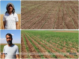 Çiftçiler: Güneydoğu Anadolu Projesi acilen hayata geçirilsin