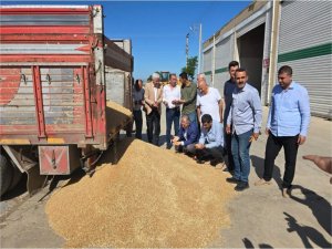 Mardin’de sezonun ilk buğday hasadı yapıldı 