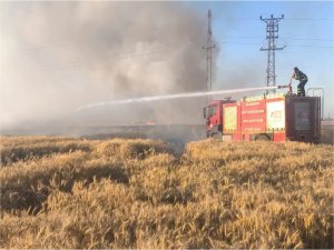 Çıkan yangında 155 dönüm ekili alan zarar gördü