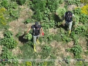 Diyarbakırda bin 220 adet kök keneviri ele geçirildi  