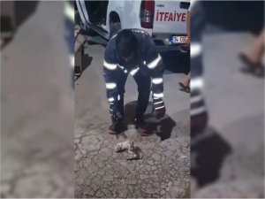 Şanlıurfada havalandırma boşluğuna düşen üç yavru kedi kurtarıldı