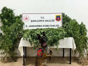 Şanlıurfa’da uyuşturucu operasyonu: 12 şüpheli gözaltında