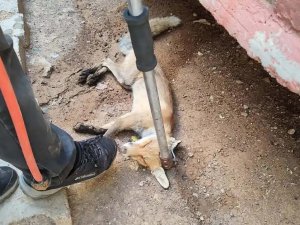 Siirt’in Kurtalan ilçesinde bahçeye giren tilki doğaya bırakıldı 