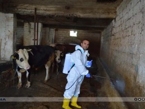 65 yıl sonra yeniden görülen Şap SAT-1’e karşı etkin mücadele 