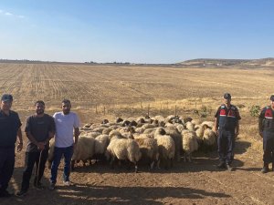 Kayıp küçükbaşlar bulundu