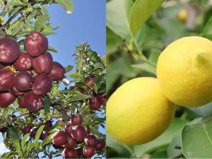 Elma ve limonun ihracatı kayda bağlandı