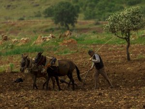 Batmanlı çiftçi girdi maliyetlerinden endişeli