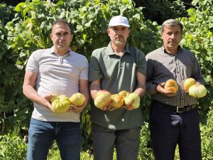Batmanda organik dev domatesler yetiştiriliyor