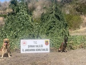 Şırnakta uyuşturucu operasyonu: 5 gözaltı