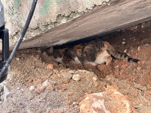 Merdiven boşluğuna sıkışan kedi itfaiye ekipleri tarafından kurtarıldı