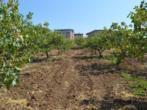 Siirt Tarım ve Orman İl Müdürlüğü’nden fıstık üreticilerine bahçe tesisi uyarısı