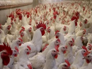 Almanyada kuş gribi nedeniyle 400 bin kanatlı hayvan itlaf edildi