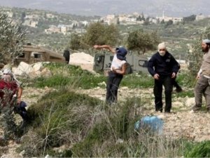 BM: Batı Şeriada zeytin hasadı sezonu, son 5 yılın en yüksek saldırılarını görüyor