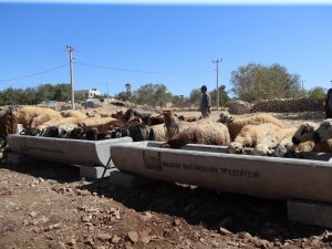 Mardin Büyükşehir Belediyesi’nden Hayvancılığa Destek