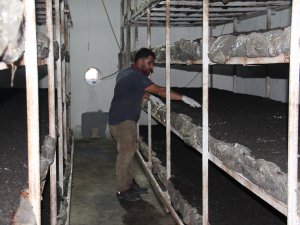 Batmanda eski inşaat işçisi kendi kültür mantarı tesisini kurdu