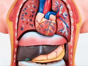 Bağışlanan her organ, filizlenen yeni bir hayattır