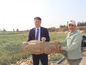 Mardin’de yaklaşık bir yılda üretilen 2 milyon tuz çalısı fidanı, 15 ile gönderiliyor