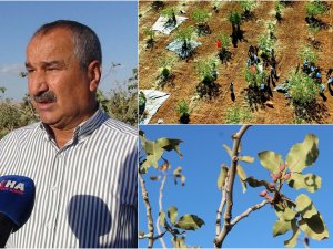 Şırnakta fıstık hasadı: Fıstık bahçeleri üreticilere yeni gelir kapısı açtı