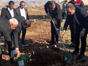 Şırnak’ta çiftçilere 4 bin zeytin fidanı dağıtıldı