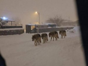 Diyarbakır’da 4 kurt yerleşim alanında görüldü