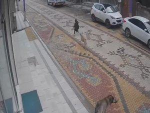 Köpeklerin saldırısına uğrayan çocuğu esnaf kurtardı