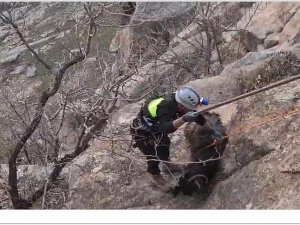 Kayalıklarda mahsur kalan keçiler halatla kurtarıldı