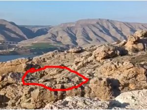 Batmanda dağ keçileri sürü halinde görüntülendi