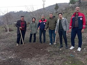 Siirt’te fıstık ağaçları kuruyor, ekipler alarmda