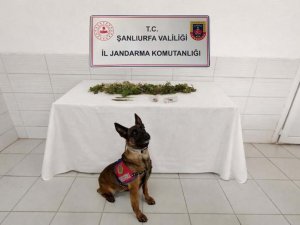 Şanlıurfa’da uyuşturucu operasyonu: Kenevir ele geçirildi