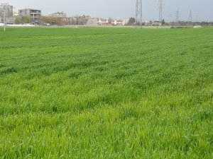 Çiftçiler yağış nedeniyle ilaçlama yapamıyor