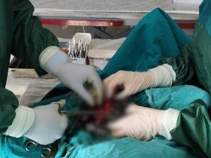 Mardin Hayvan Bakımevi’nde Başarılı Operasyon, 1 Kiloluk Tümör Alındı