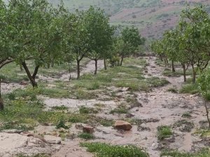 Siirt’te dolu yağışı tarım alanlarında zarara yol açtı
