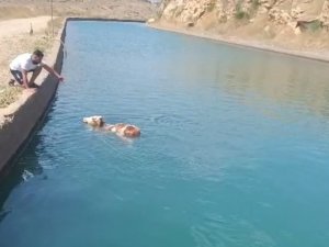Mardin’de su kanalına düşen inek vatandaşların yardımıyla kurtarıldı