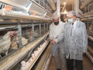 Siirtte günlük 5 bin koli yumurta üretiliyor