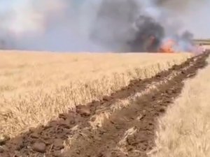 Mardin’de çıkan yangında 500 dönüm buğday ekili alan yandı