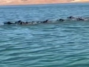 Ilısu Barajında yaklaşık 50 yaban domuzu karşı kıyıya yüzerek geçti