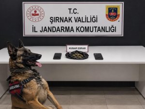 Şırnakta jandarma operasyonlarında 227 şüpheli gözaltına alındı