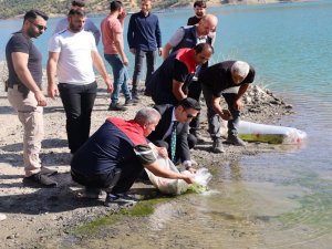 Uludere’de baraj göllerine yüz binlerce yavru sazan bırakıldı
