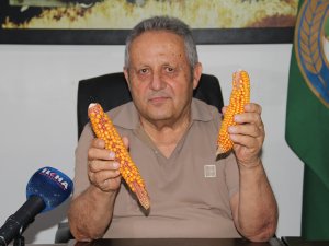 Ziraat Odası Başkanı Aydiş: Mısırda verim her sene düşüyor