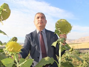 Mardin’de su kısıtlamaları ayçiçeği ekimini artırdı