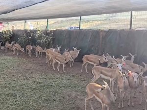 Batmanda 50 ceylan doğayla buluşturuldu